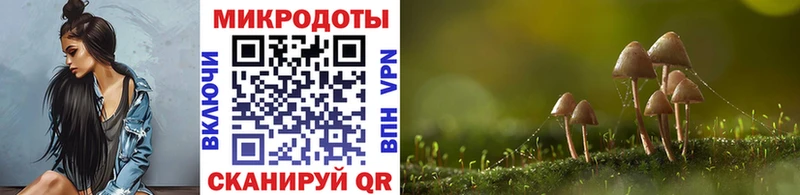 Купить где  Комсомольск-на-Амуре  Галлюциногенные грибы Psilocybe 